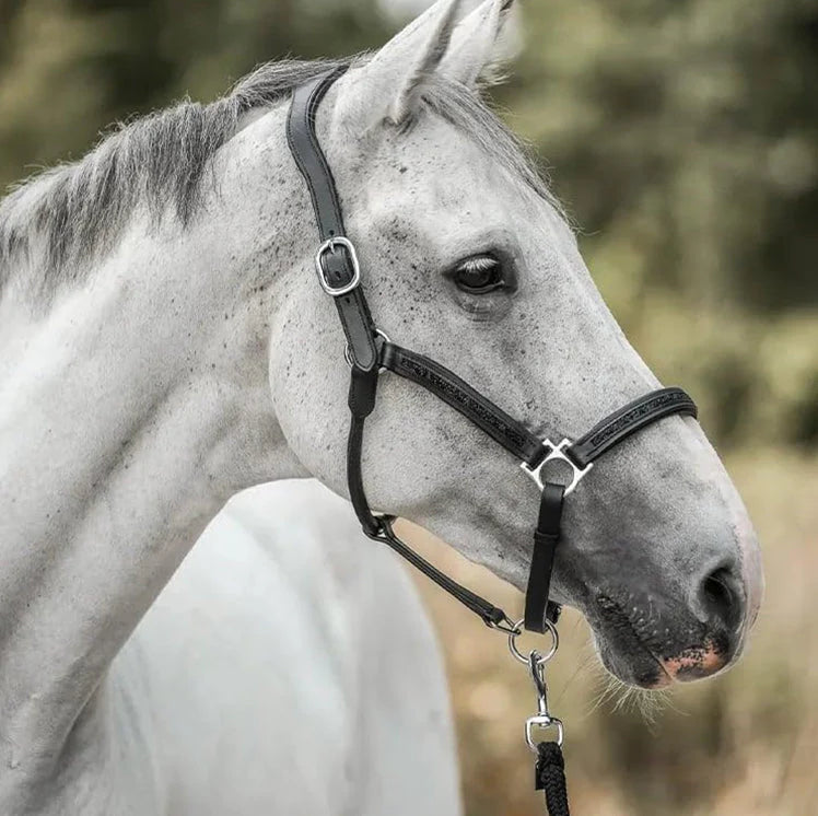 Adventskalender til heste | 24 overraskelser til din hest