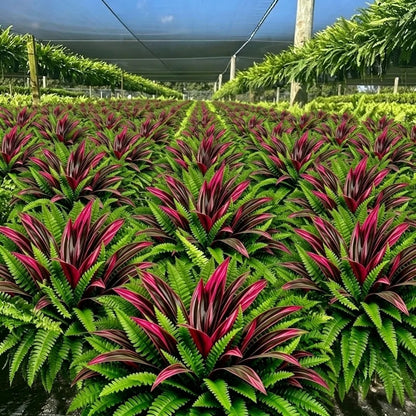 🌿 Naturtro kunstig bregne og rød dracaena: UV-bestandig udendørsplante! ✨