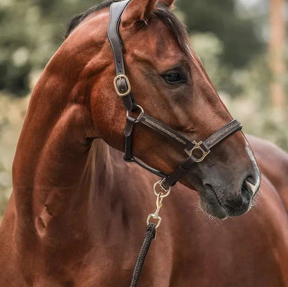 Adventskalender til heste | 24 overraskelser til din hest